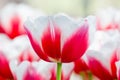 Red with white tulip in front of tulips field Royalty Free Stock Photo