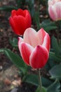 Red and white tulip in the garden Royalty Free Stock Photo