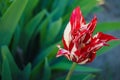 Red white tulip in the garden. Royalty Free Stock Photo