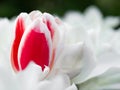 Red and white tulip in Kaukenhof Botanical Garden, Holland