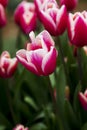 Red and White Tulip after raim Royalty Free Stock Photo