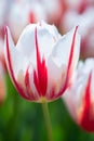 Red and white tulip in spring in a beautiful park Royalty Free Stock Photo