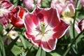 Red and White Tulip Stamen Up Close and Personal