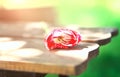 red-white tulip on a wooden bench with selective focus on a blurry light backgroundd Royalty Free Stock Photo