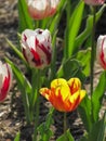 Red and White Tulip with Yellow and Orange Tulip Royalty Free Stock Photo