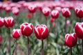 Red white tulips Royalty Free Stock Photo