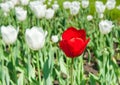 Red and white tulips Royalty Free Stock Photo