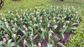 Red and white tulips are blooming