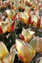 Red and white tulips and blue sky