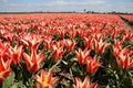 Red and white tulips and blue sky