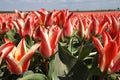 Red and white tulips and blue sky