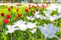 Red and white tulips on blurred green meadow background, springtime concept. Nature and flowers Royalty Free Stock Photo