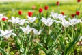 Red and white tulips on blurred green meadow background, springtime concept. Nature and flowers Royalty Free Stock Photo