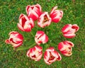 Tulips bouquet on green grass Royalty Free Stock Photo