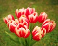 Tulips bouquet on green grass Royalty Free Stock Photo