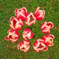 Red white tulips bouquet on green grass top view Royalty Free Stock Photo