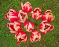 Red white tulips bouquet Royalty Free Stock Photo