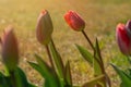 Red and white tulips close-up in the garden. Beautiful spring flower background Royalty Free Stock Photo