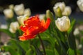 Red and white tulips close-up in the garden. Beautiful spring flower background Royalty Free Stock Photo