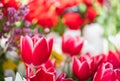 red white tulips closeup on a blurred background Royalty Free Stock Photo