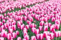 Red and white tulips in a Dutch field Royalty Free Stock Photo