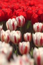 Red and white tulips in the feild Royalty Free Stock Photo