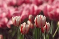 Red and white tulips in the feild Royalty Free Stock Photo