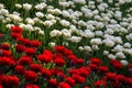 Red and white tulips field in botanic garden park Royalty Free Stock Photo