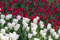 Red and white fresh tulips field in botanic garden or park Royalty Free Stock Photo
