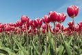 Red and white tulips field Royalty Free Stock Photo