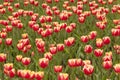 Red-white tulips on a field under the sunlight