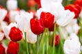 Red and White Tulips flower, beautifuly flower in garden Royalty Free Stock Photo