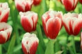 Red and white tulips flower with green leaf in tulip field Royalty Free Stock Photo