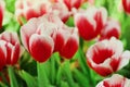 Red and white tulips flower with green leaf in tulip field Royalty Free Stock Photo