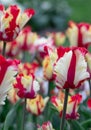 Red White. Tulips Flower. Nature. Garden. Flora Royalty Free Stock Photo