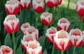 Red White. Tulips. Flower. Nature. Garden. Flora Royalty Free Stock Photo