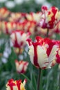 Red. White. Tulips. Flower. Nature. Garden. Flora Royalty Free Stock Photo