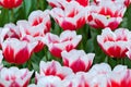 Red white tulips on the flowerbed Royalty Free Stock Photo