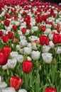 Romantic Red and White Tulips Royalty Free Stock Photo