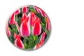 Red white tulips in glass sphere on white background Royalty Free Stock Photo