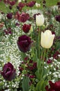 White and red tulips in Hermannshof garden Royalty Free Stock Photo