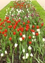 Red white tulips long wide flower bed Royalty Free Stock Photo