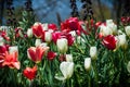 Red and White Tulips in Monticello`s Manicured Garden Royalty Free Stock Photo