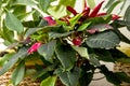 Red and white variegated poinsettia with dark green leaves bloo Royalty Free Stock Photo