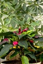 Red and white variegated poinsettia with dark green leaves bloo Royalty Free Stock Photo