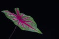 Red and white veins of Caladium bicolor leaf on black background Royalty Free Stock Photo