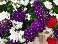 Red, white, violet, purple Verbena hybrida flowers