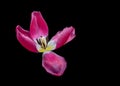 Red white wide open tulip blossom macro, vibrant colors