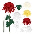 Red, White, Yellow Chrysanthemum with Outline, Kiku Japanese Flower with Outline isolated on White Background. Vector Illustration