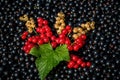 Red and white or yellow currant Royalty Free Stock Photo